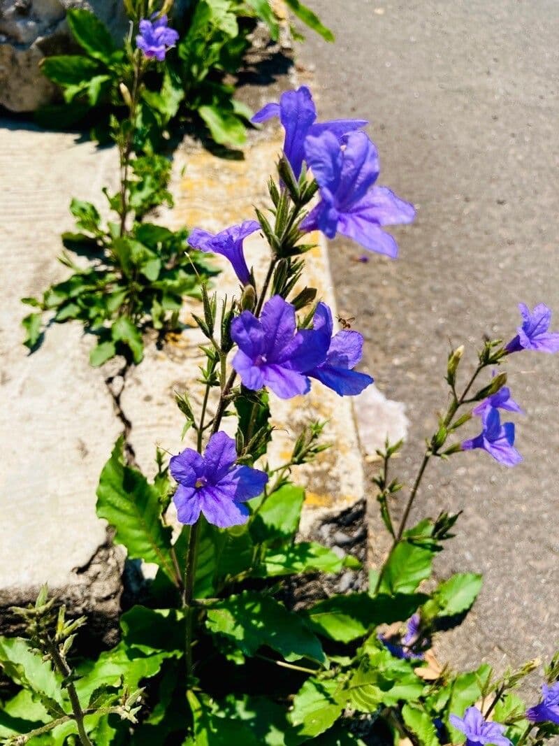 Ruellia nudiflora 2
