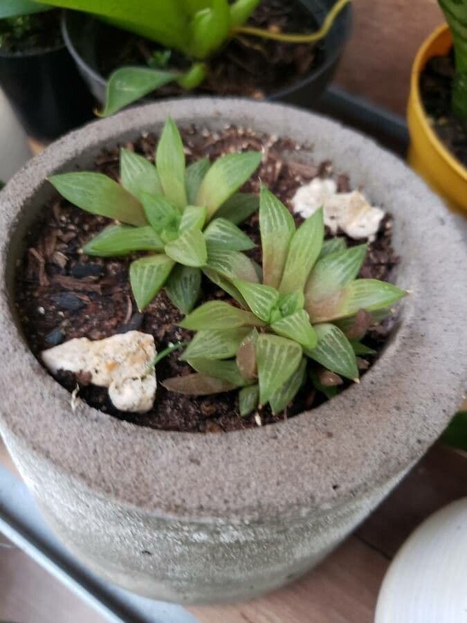 Hawortia 11