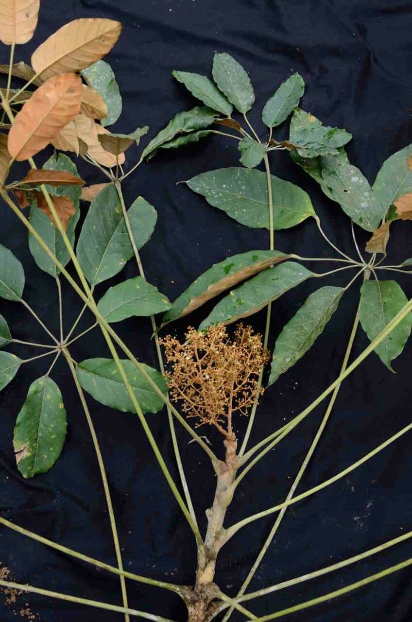 Yagrumo macho 19