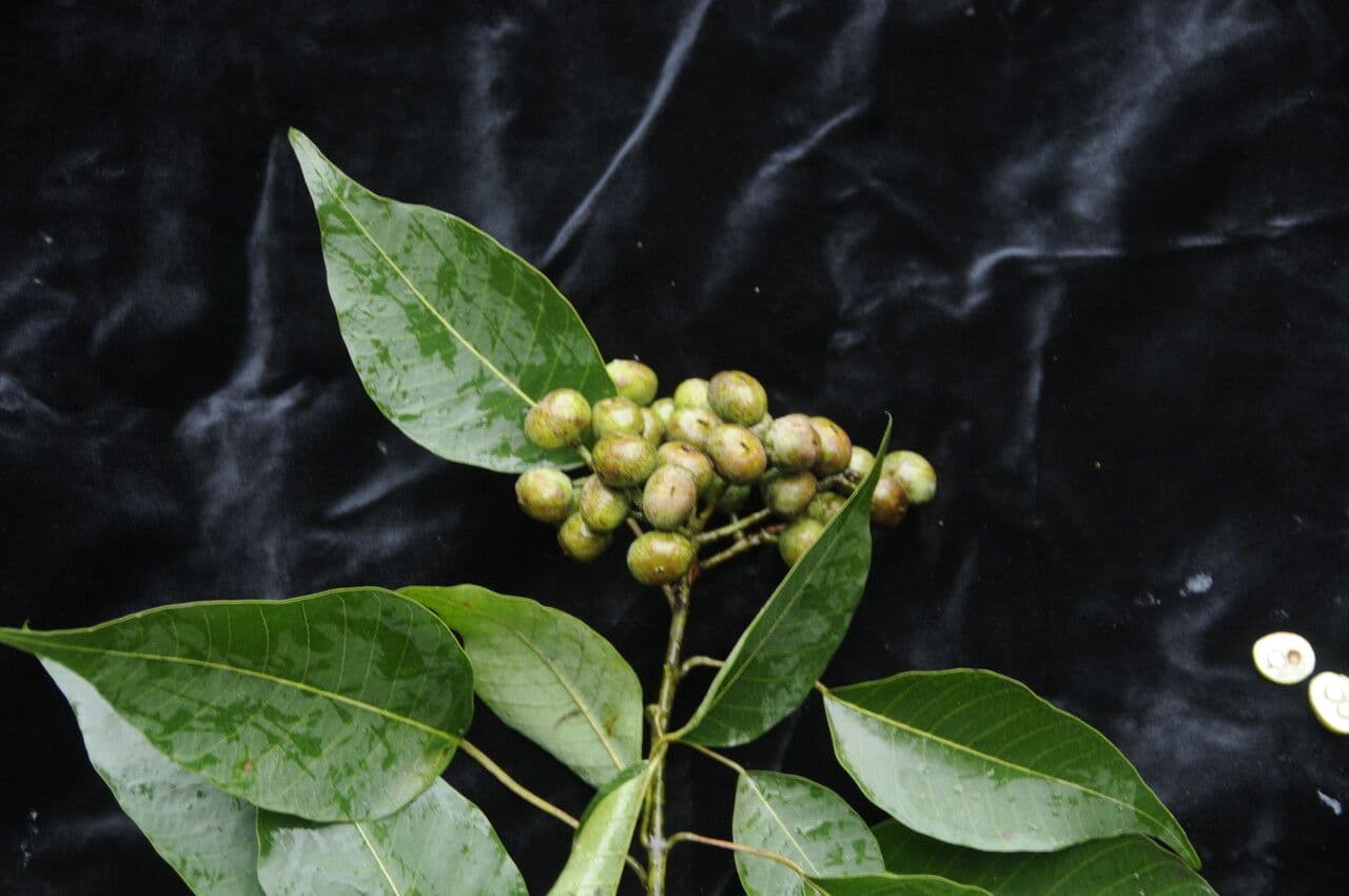 Balakata baccata 4