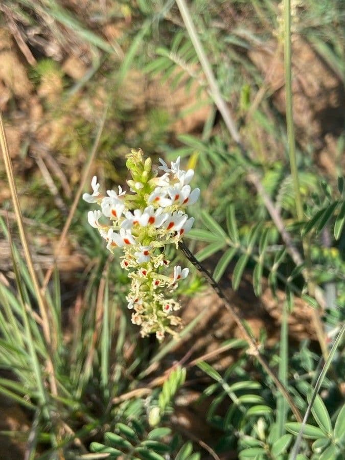Hebenstretia 2