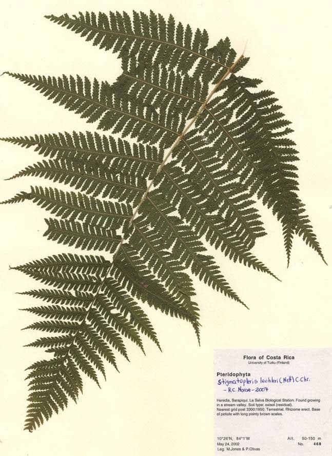 Stigmatopteris 6