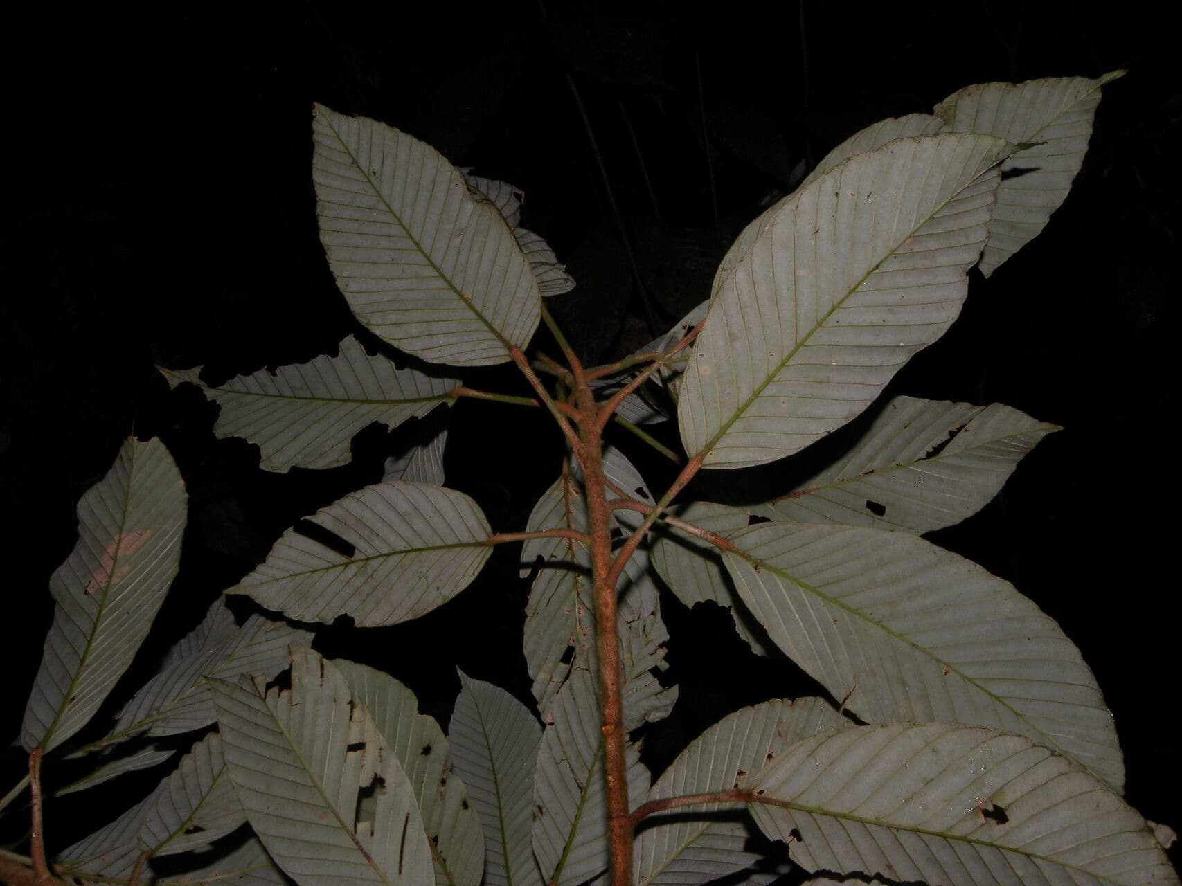Pourouma bicolor 7