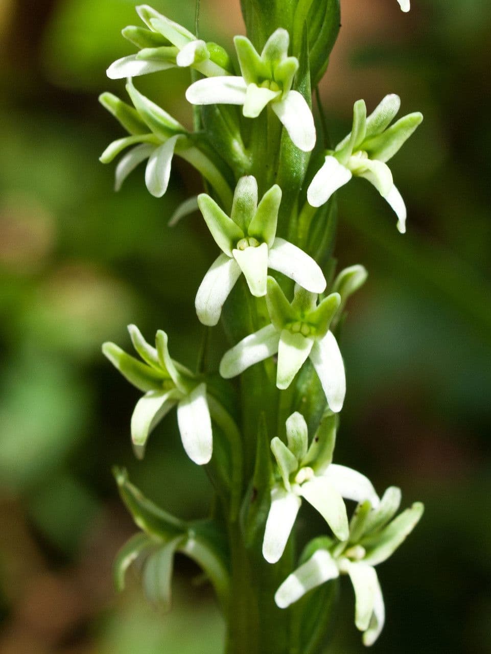 Piatentera elegante 3