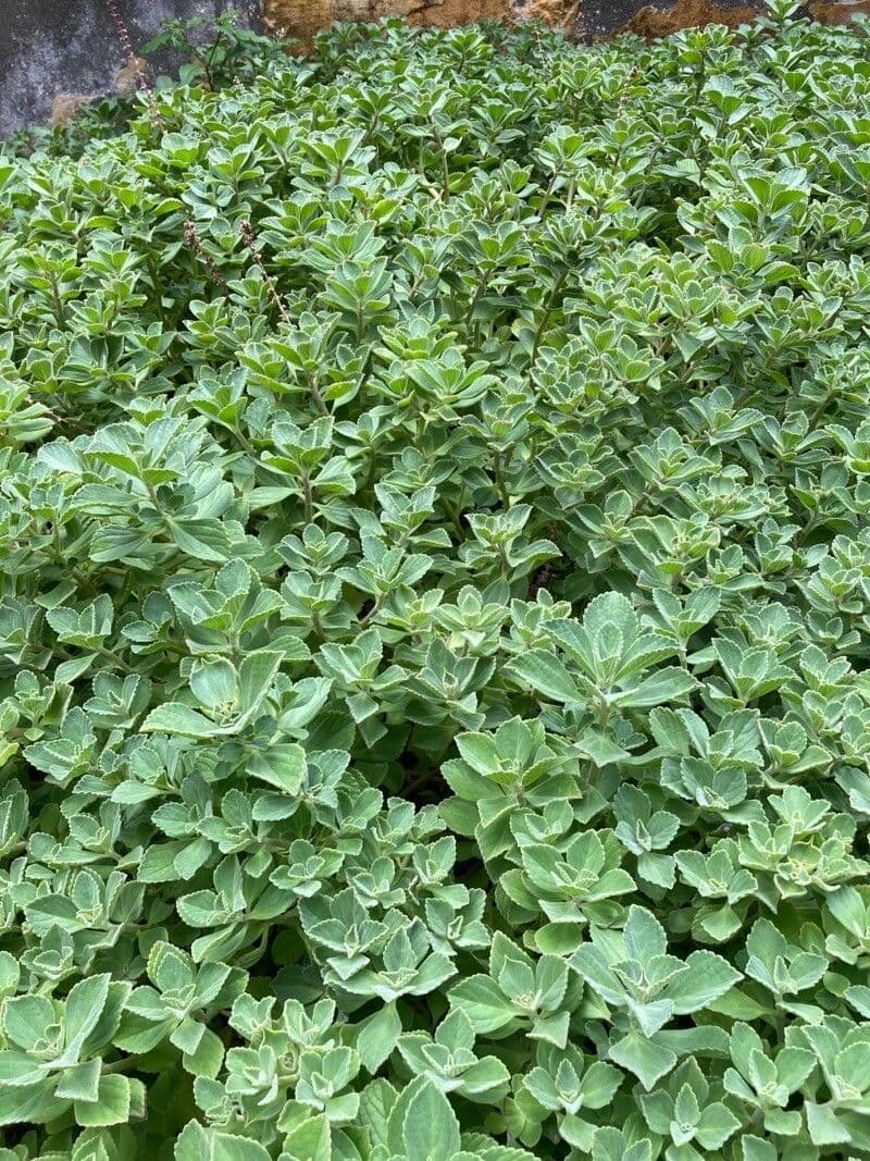 Plectranthus ornato 8