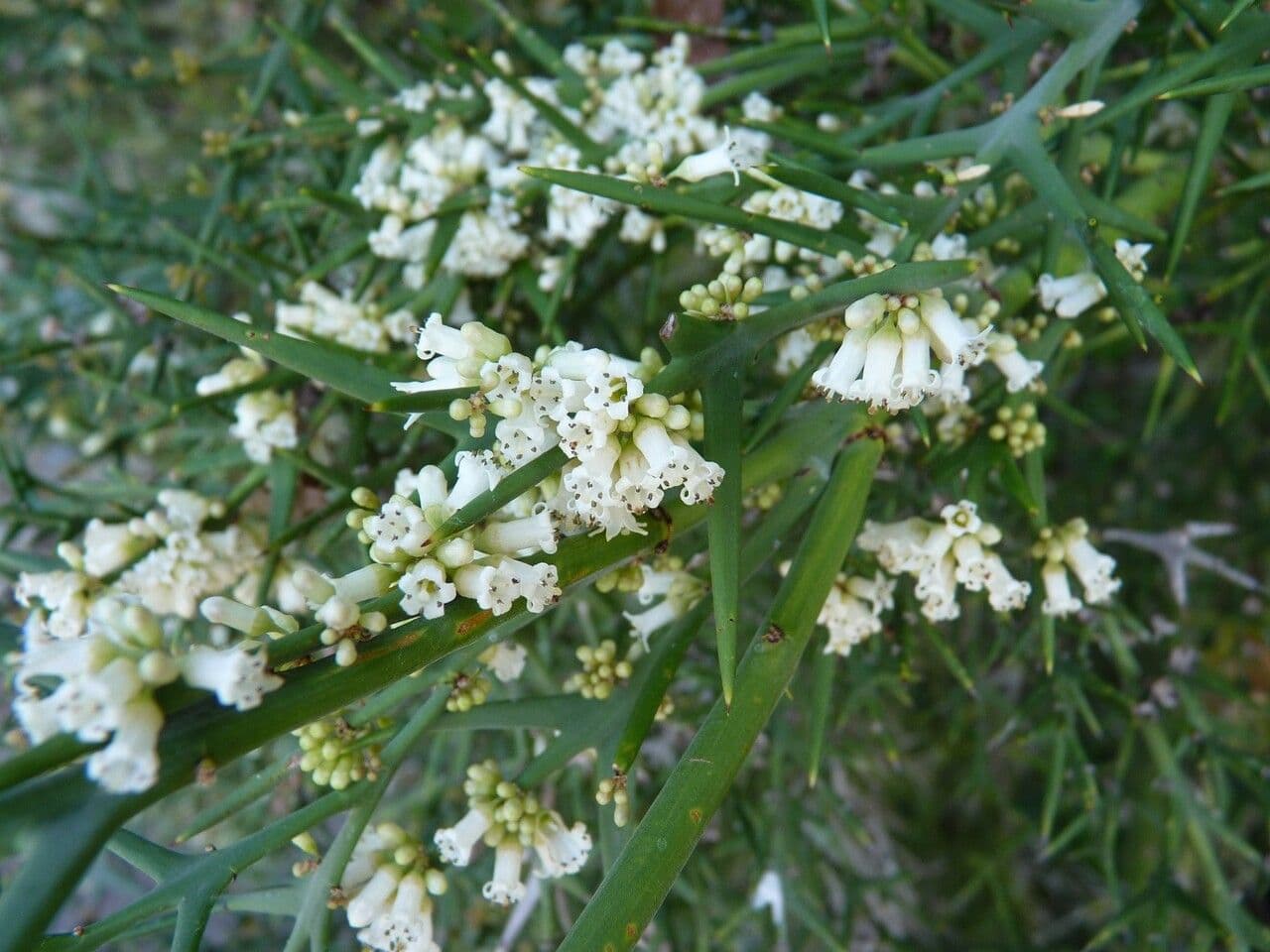Colletia 22