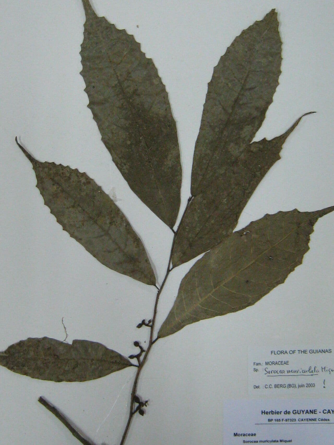 Sorocea