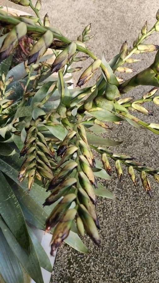 Vriesea 3