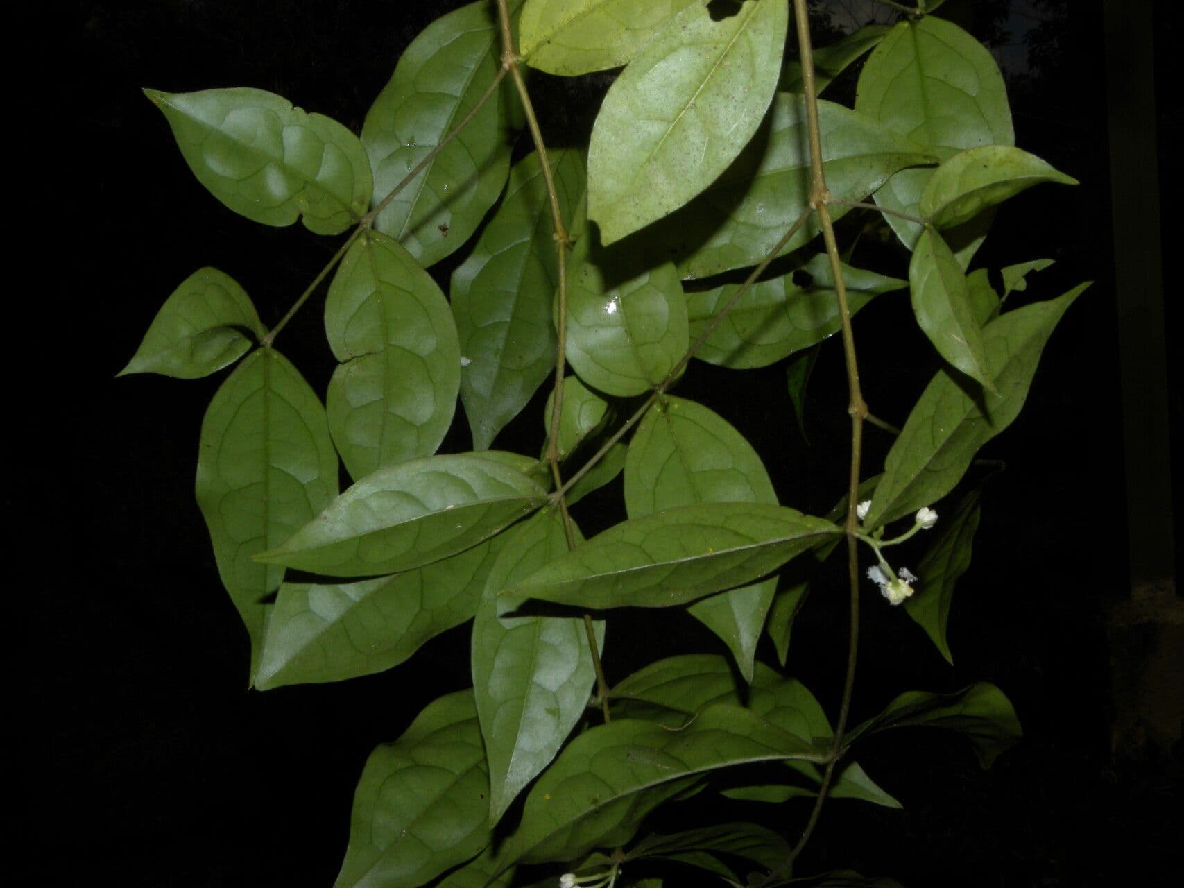 Malpighia 9