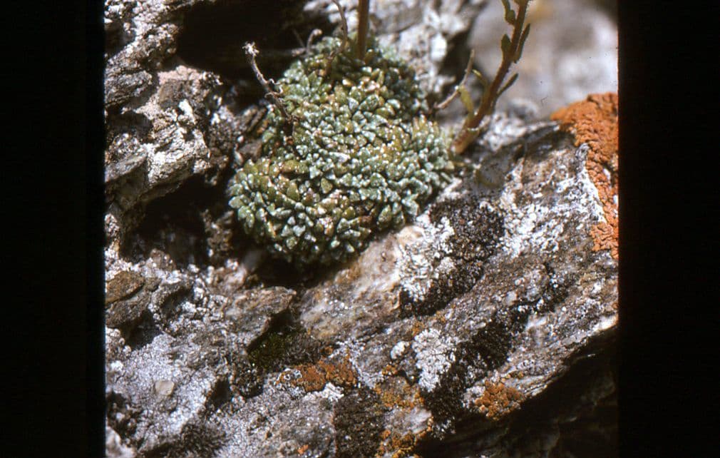 Felsenmutterkraut valdensis 9