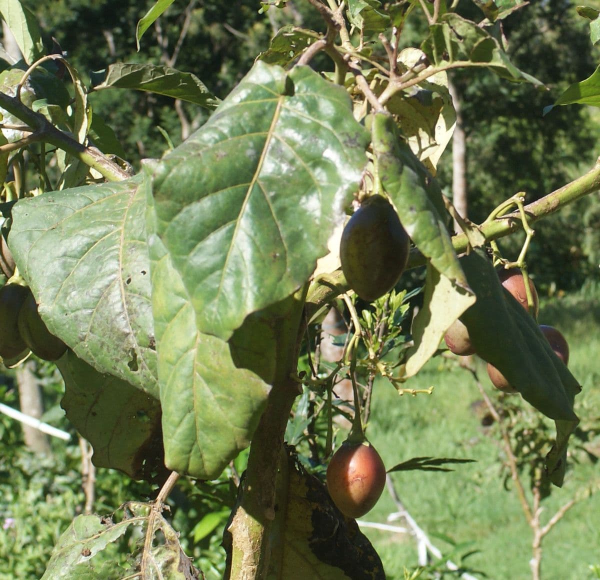 Baumtomate 28