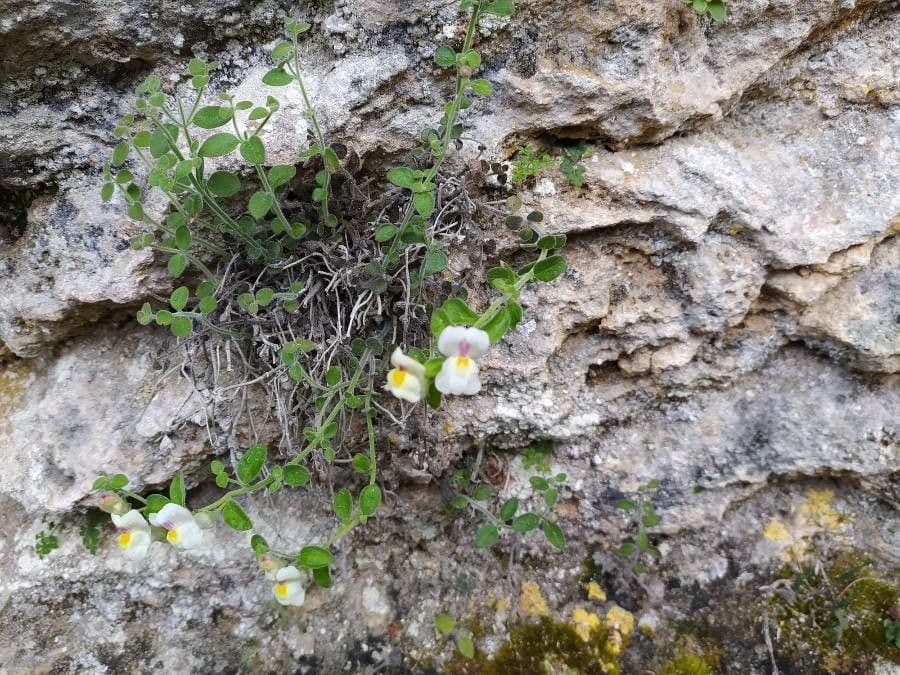 Antirrhinum molle 4
