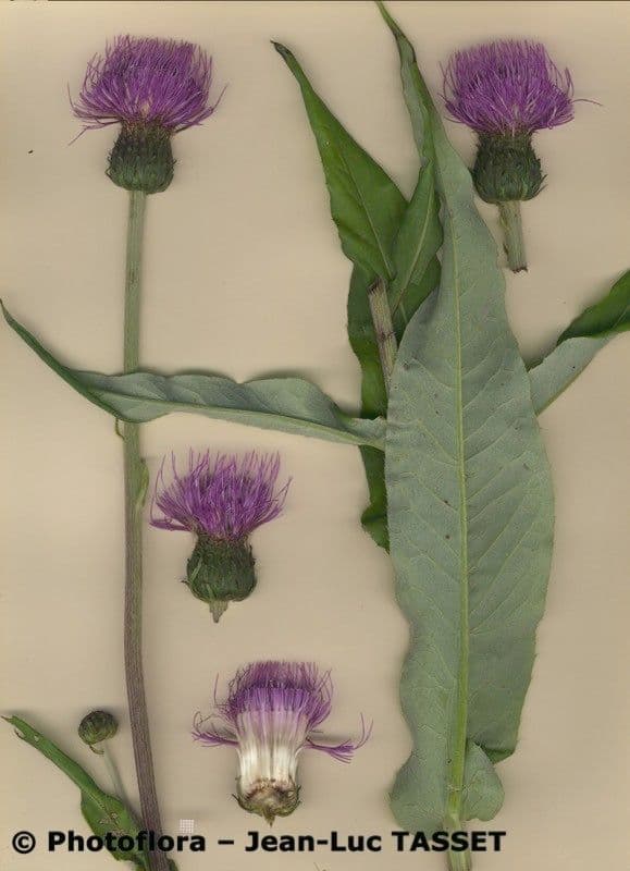 Cardo eterofillo 27