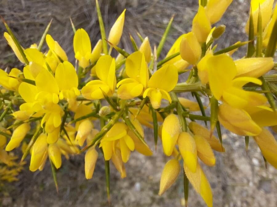 Ginestrone minore 6