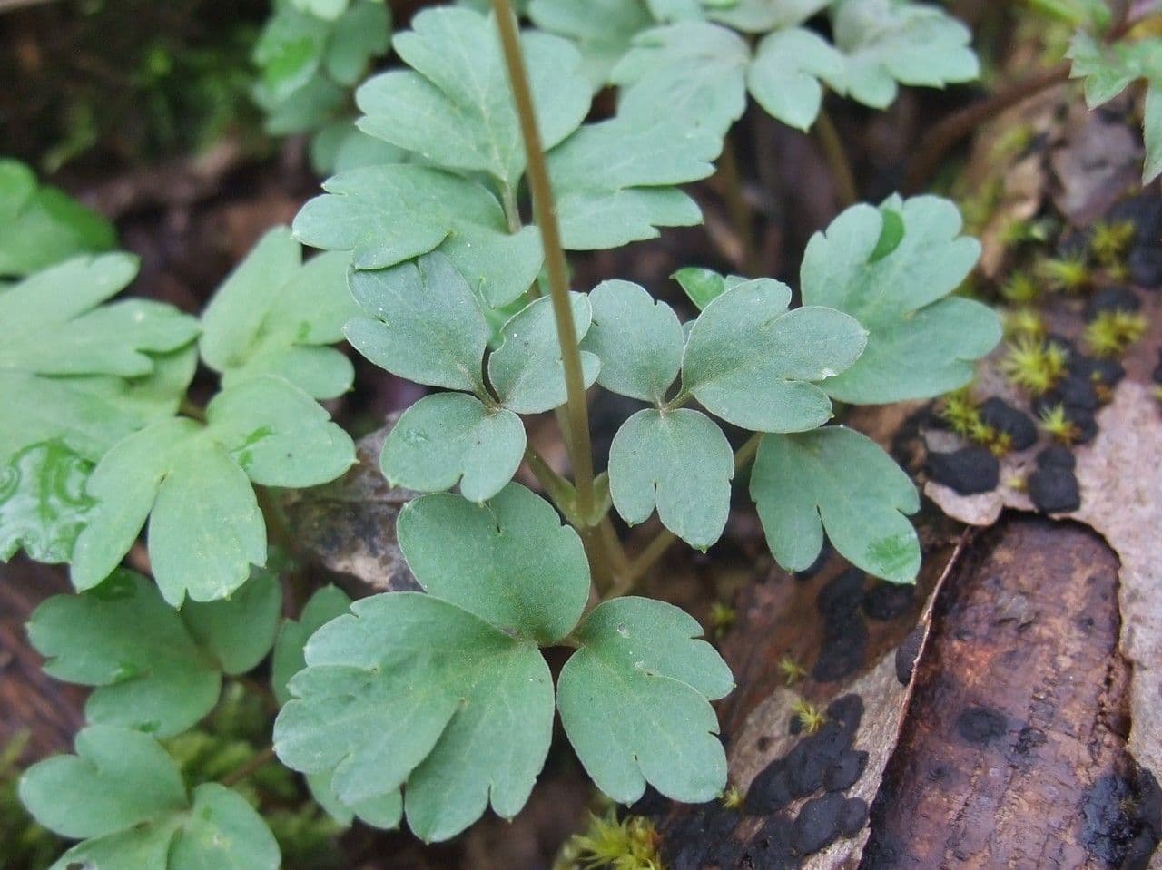 Erba moscatellina 14