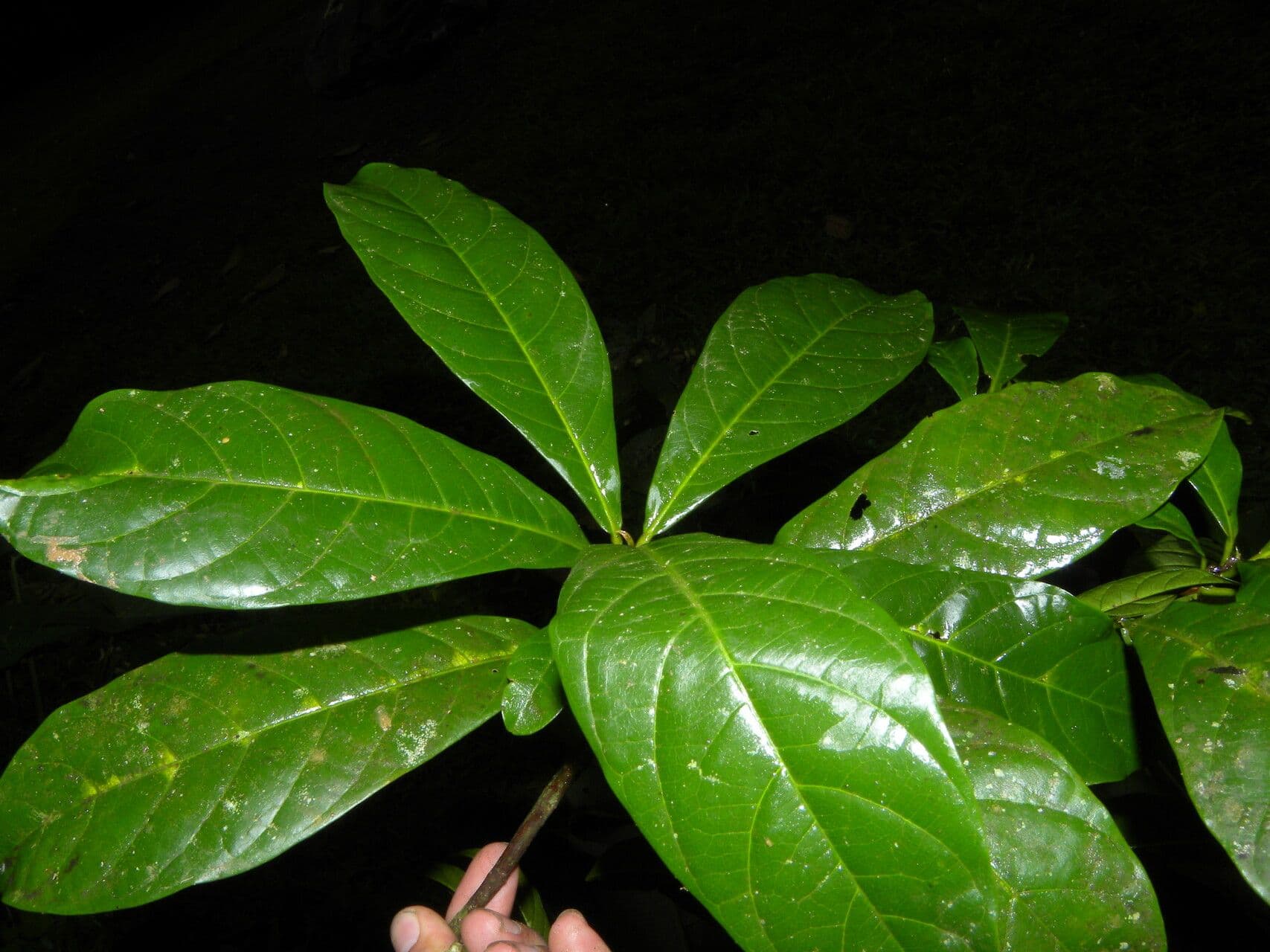 Sideroxylon 5