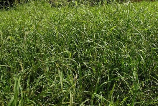 Rottboellia 8