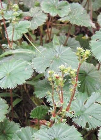 Alchemilla flabellata 12