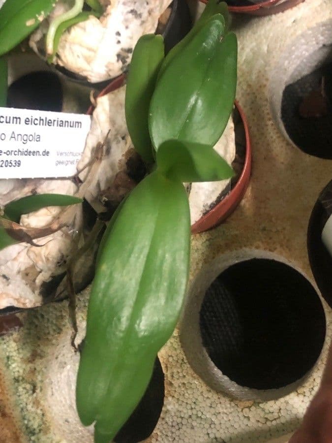 Angraecum 2
