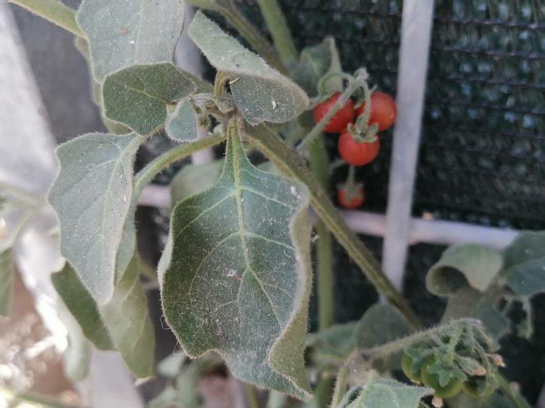 Solanum villosum 16