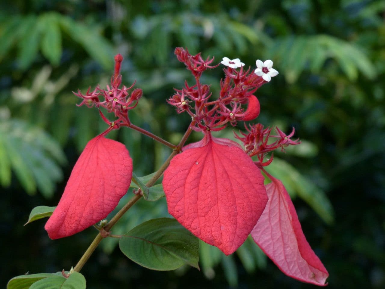 Mussaenda erythrophylla 18