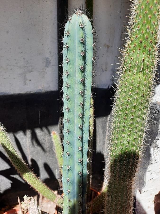 Cereus 12