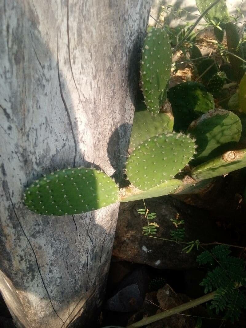 Tacinga 8