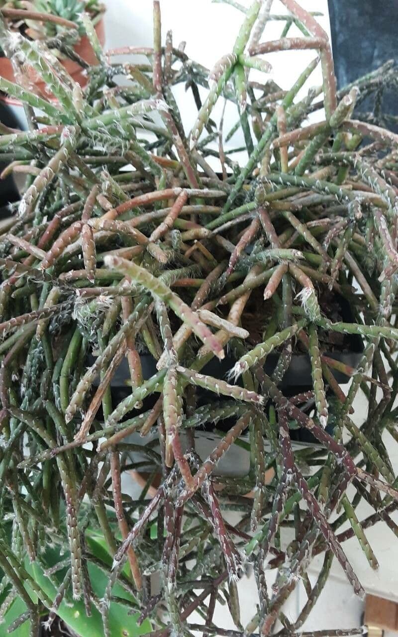 Rhipsalis 24