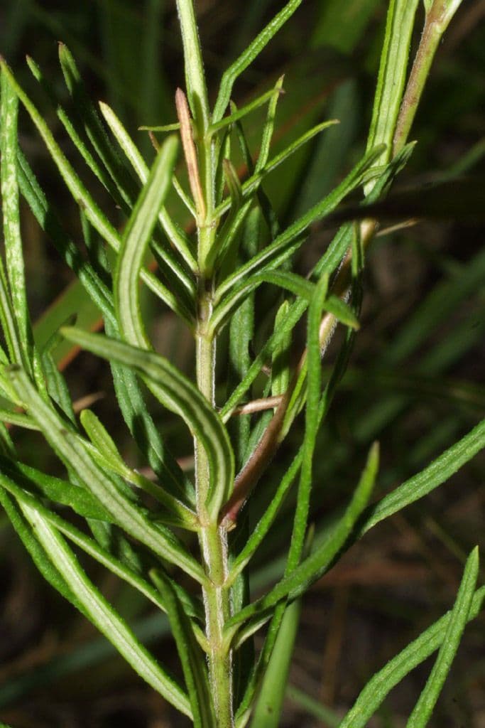 Asclepias verticillata 22