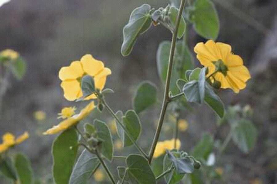 Abutilon