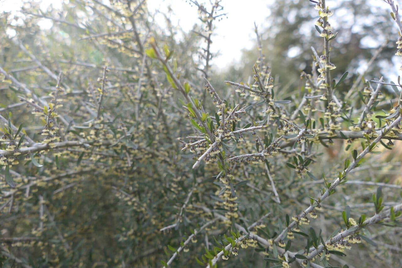 Melicytus 2