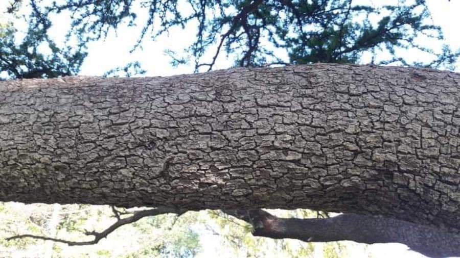 Mimosaceae 16