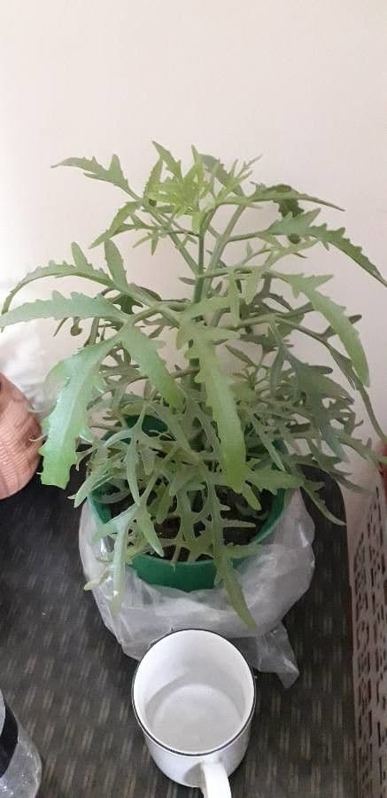 Kalanchoe 10