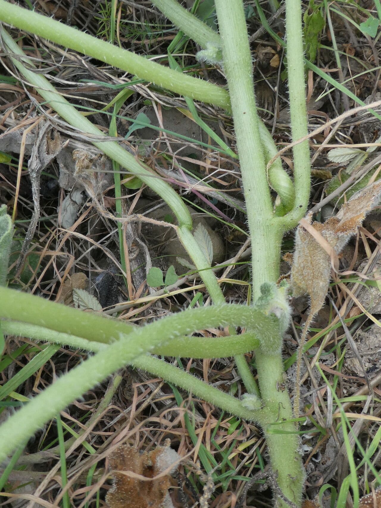 Concombre d'âne 24