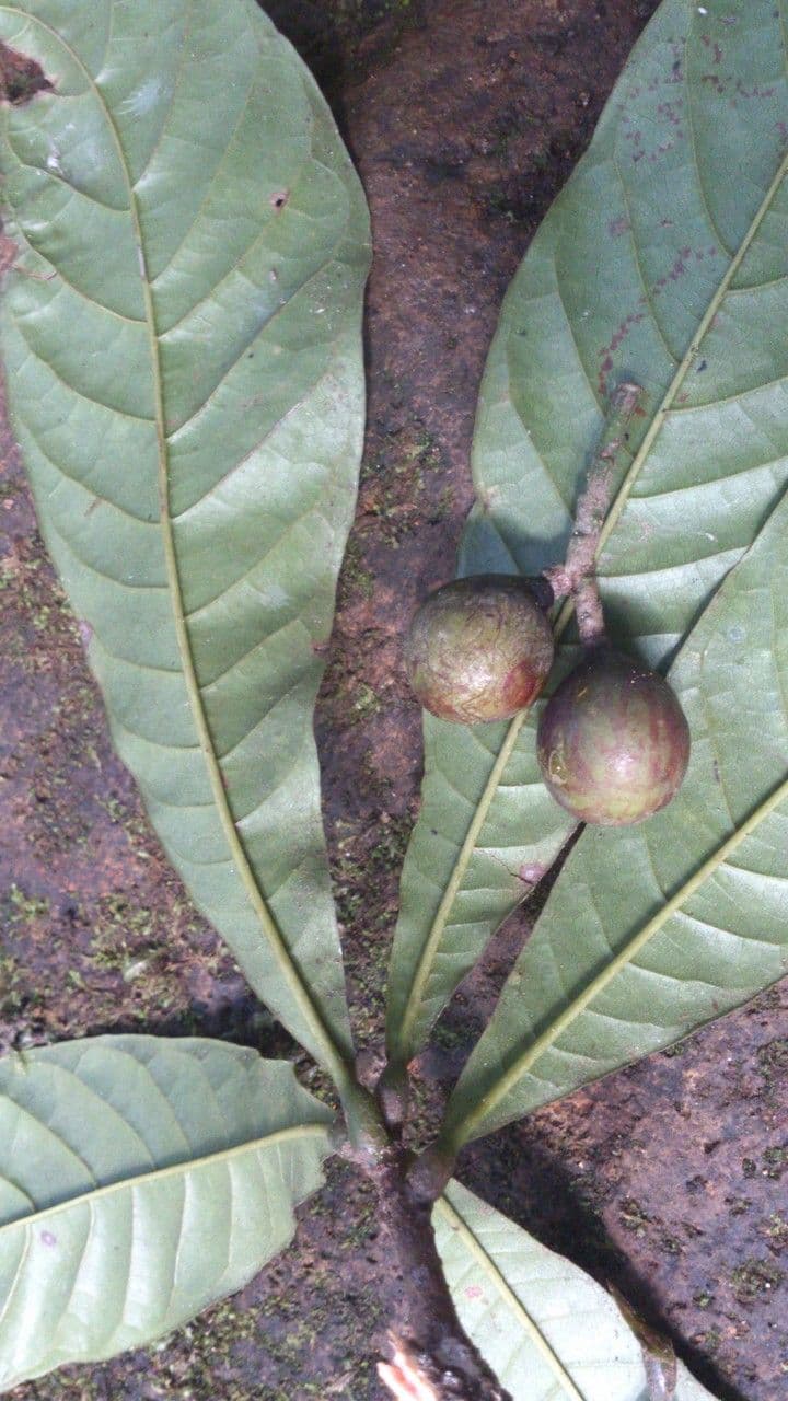 Meliosma 2