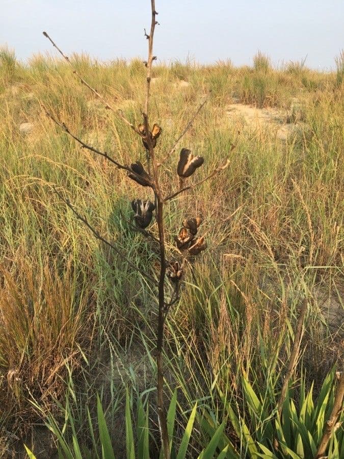 Arkansas-Yucca 21