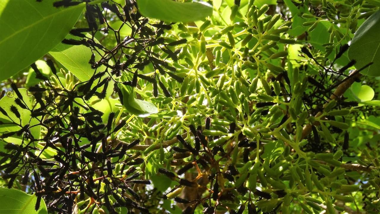 Pisonia 5