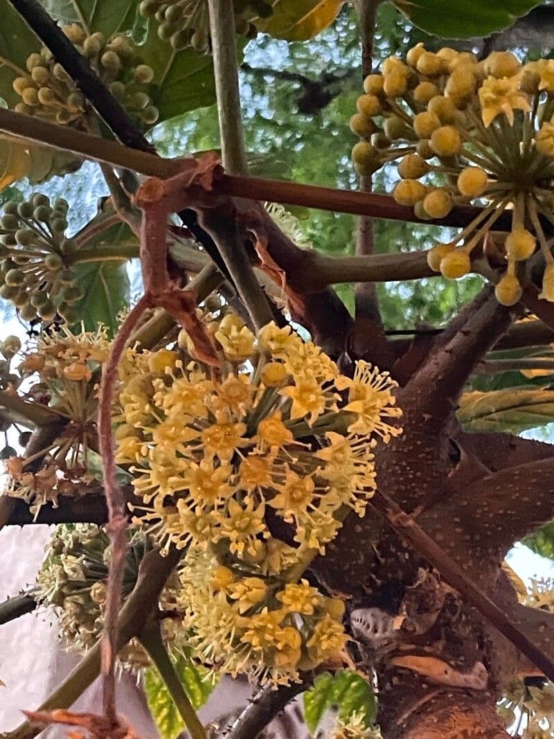 Trevesia palmata 3