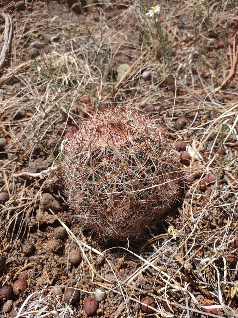 Pediocactus di Simpson 2