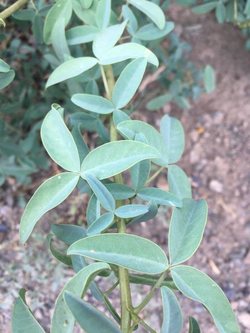 Adenocarpus 14