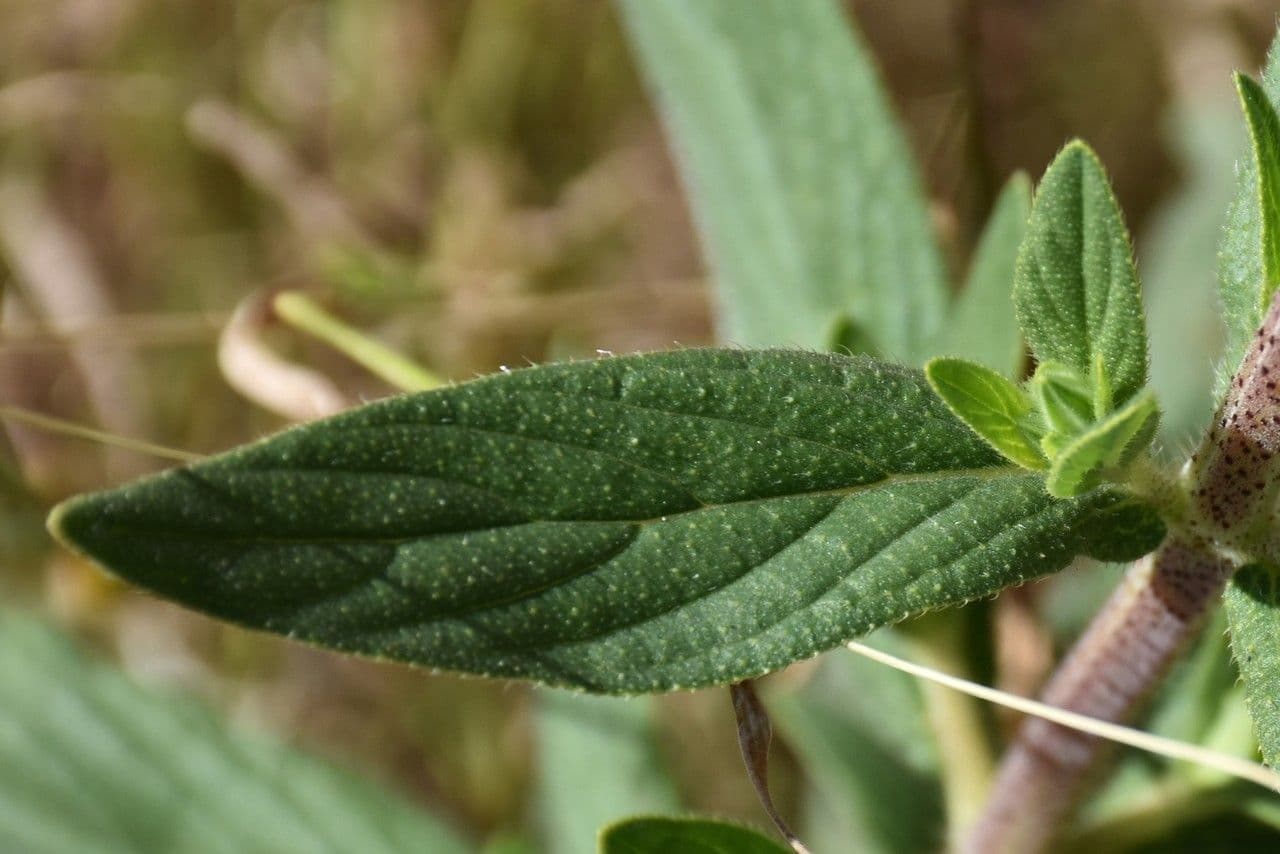 Trichodesma 12
