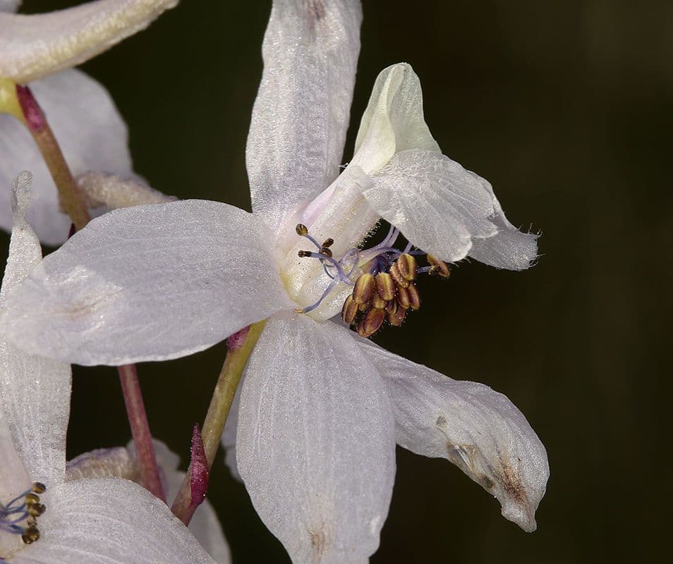 Delphinium gypsophilum 5