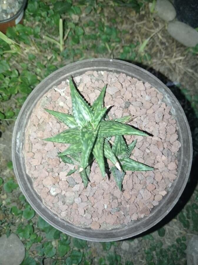 Aloe 7