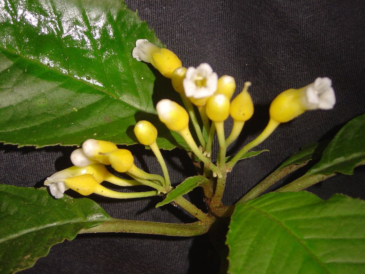 Besleria 4