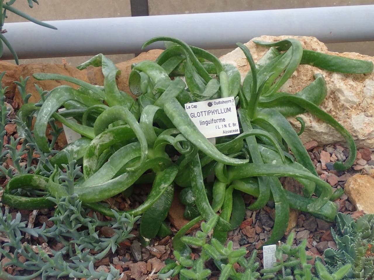 Glottiphyllum 6