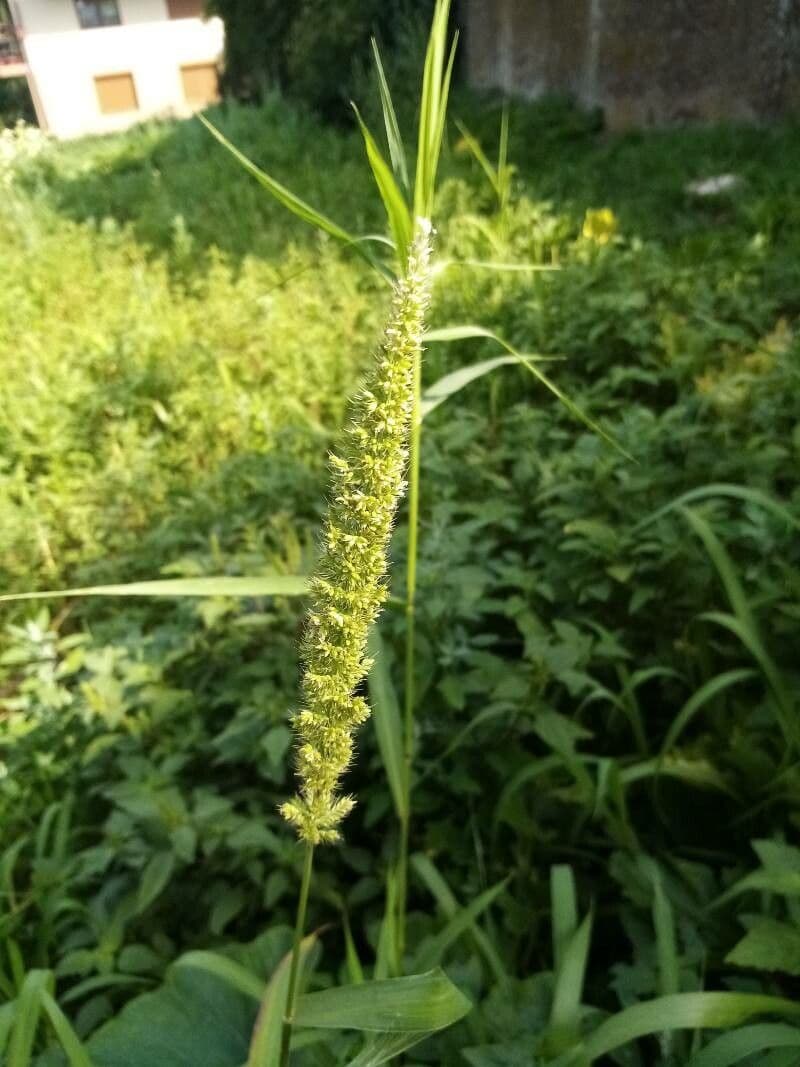 Pabbio verticillato 18