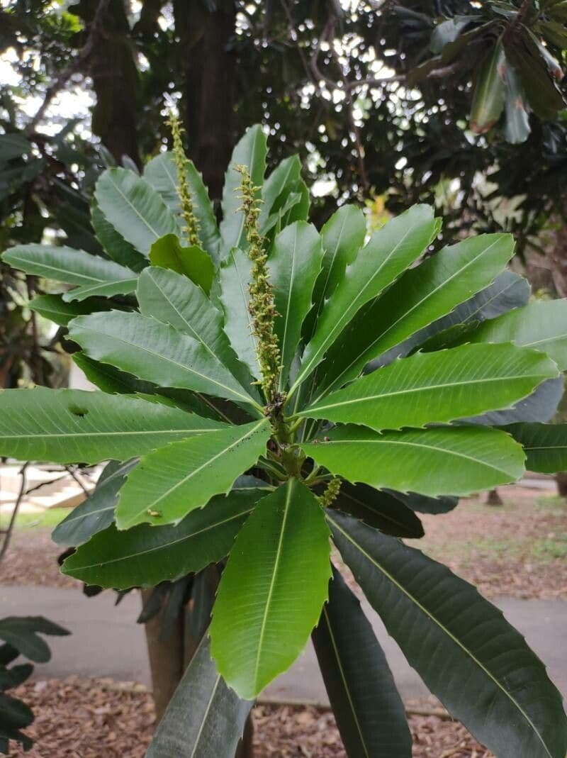 Pachystroma 8