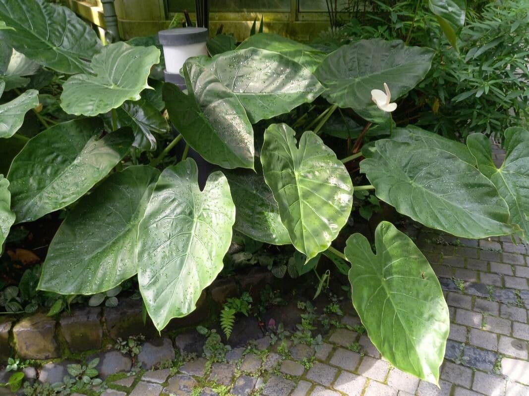 Anthurium 4
