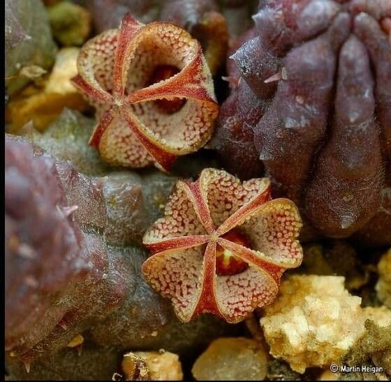 Titanopsis