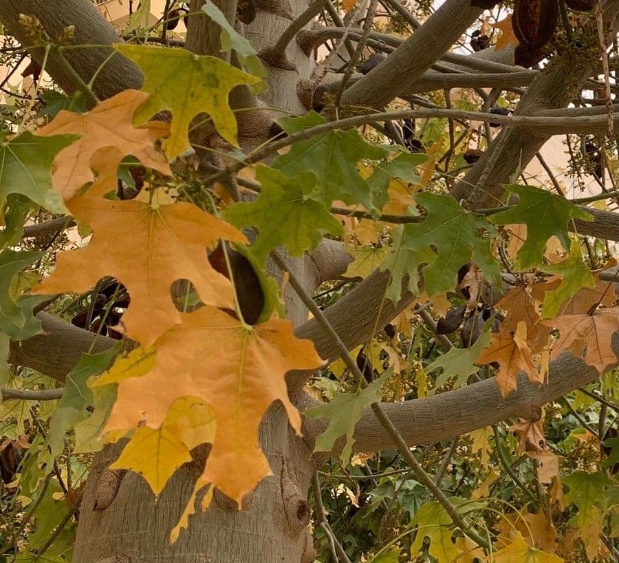 Australischer Flaschenbaum 4